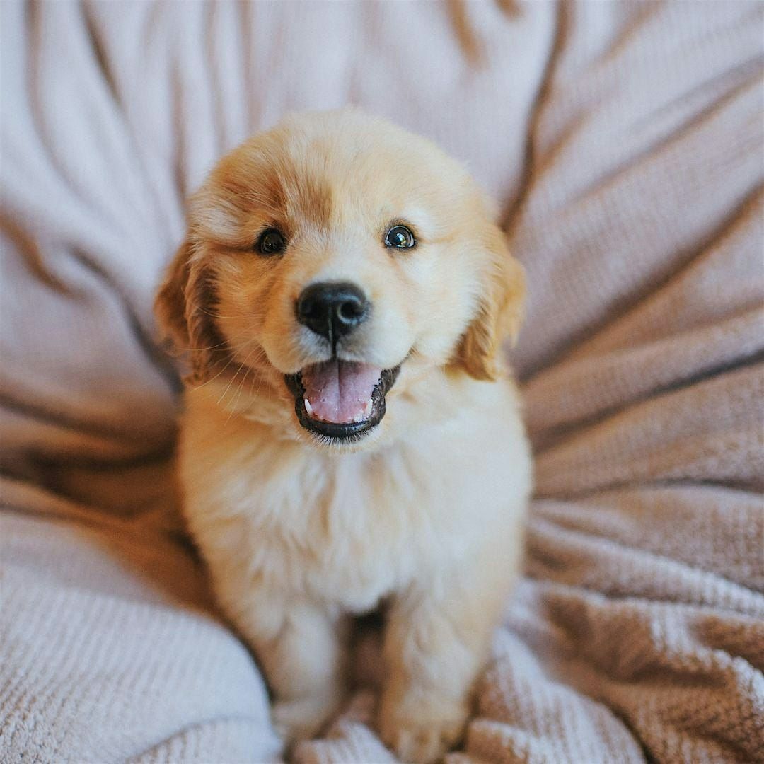 Puppy Yoga by Yoga Kawa Vaughan with Golden \/ Husky Mix