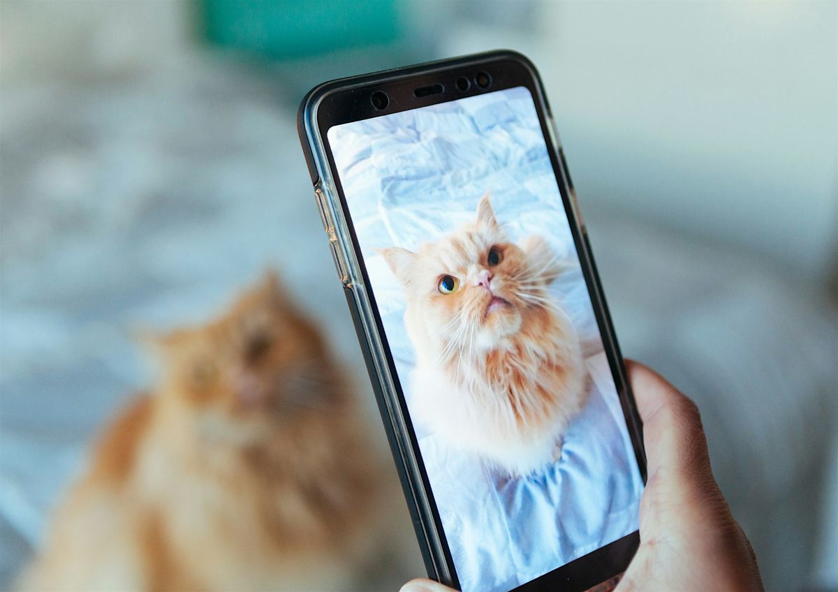 Introduction to Phone Photography and Content Creation