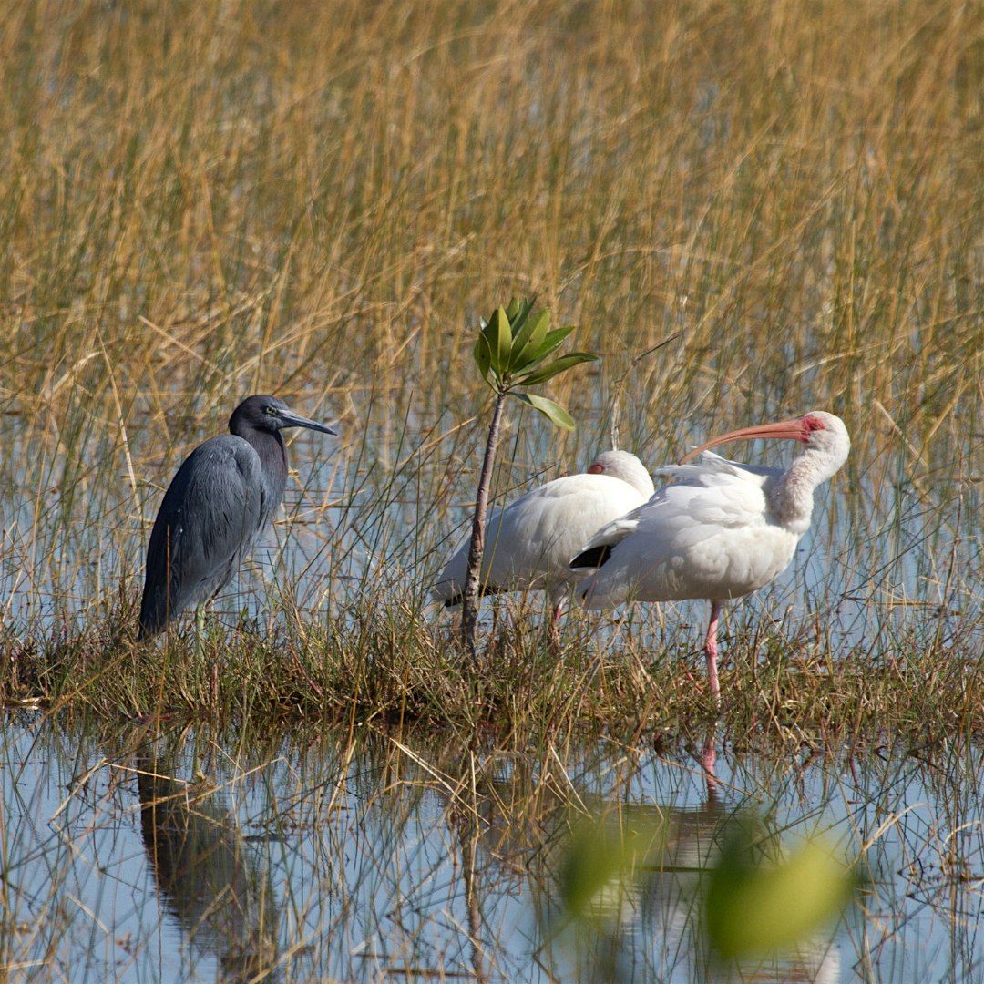 Scrub to Wetlands Hike at Bluefield Preserve