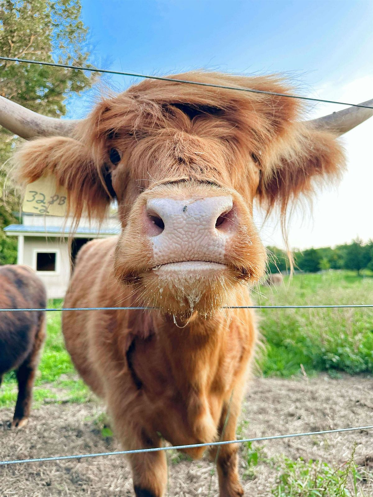 Highland Cow \u2018Meet and Greet\u2019 & Flower Picking