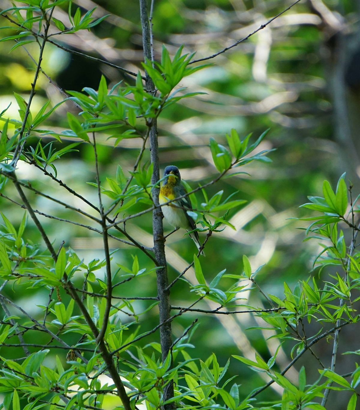 Brooklyn Bird Club: birding at the Naval Cemetery Landscape