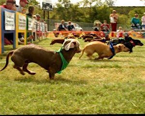 20th Annual Wiener or Corgi Takes All Races \u2013 \u201cBark to the Future\u201d