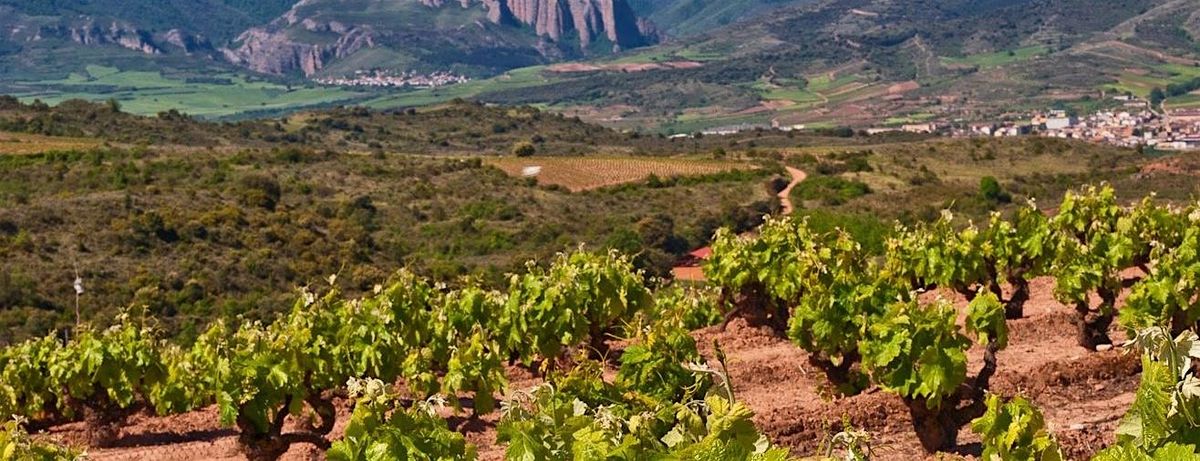 Alberto Orte: An Exclusive Spanish Wine Tasting Experience