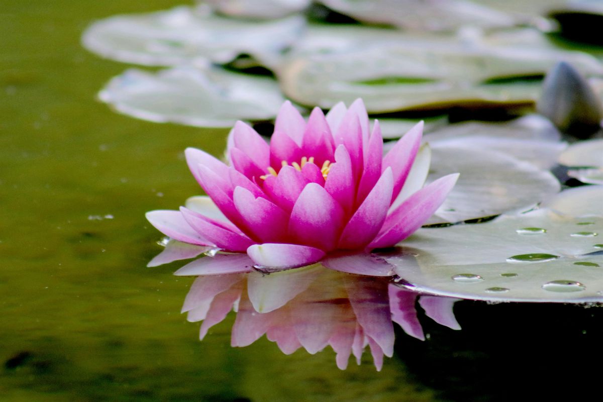 Yoga Nidra guided meditation - Wednesday 5:30pm