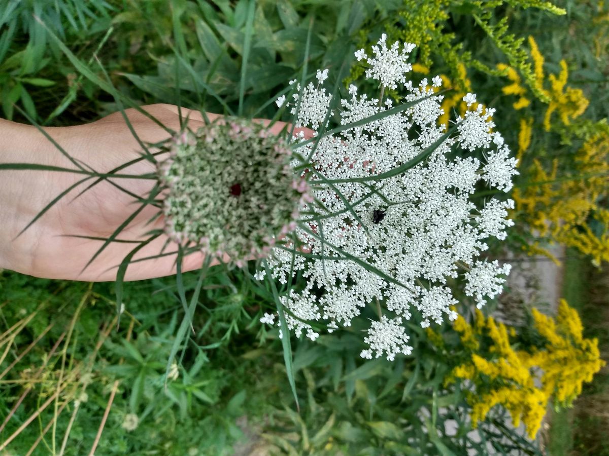 Medicinal Plant Walk