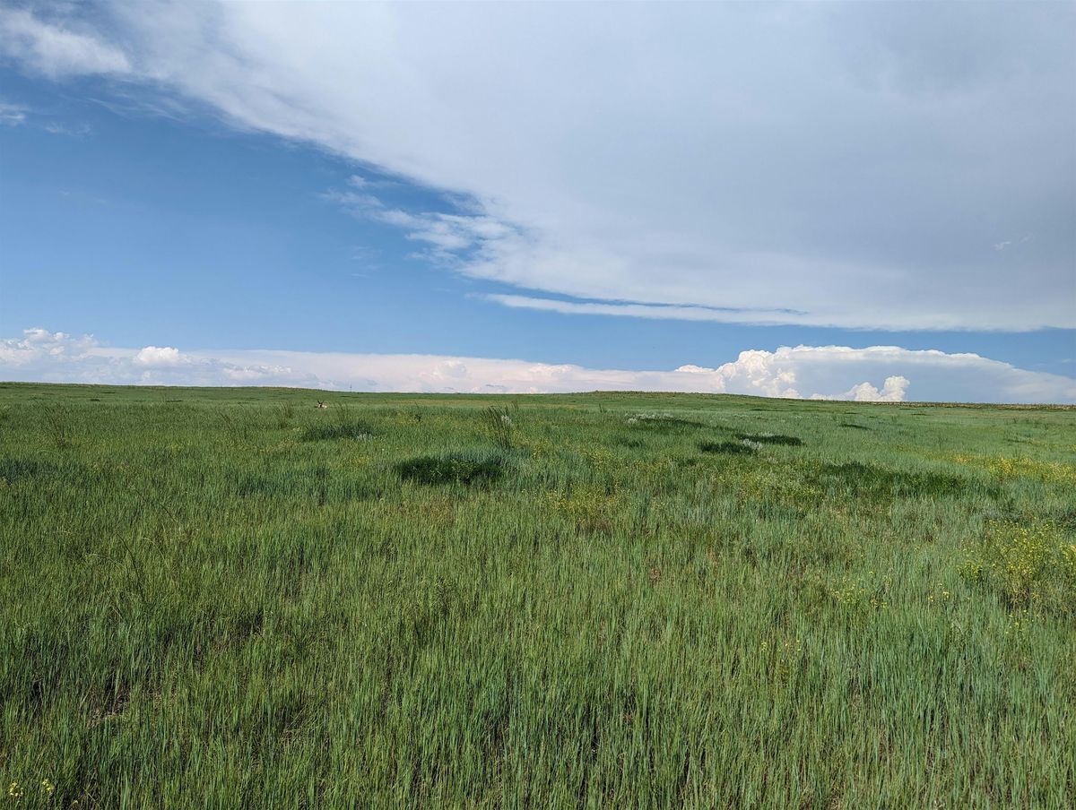 Stamped in Time: Leatherworking on the Prairie