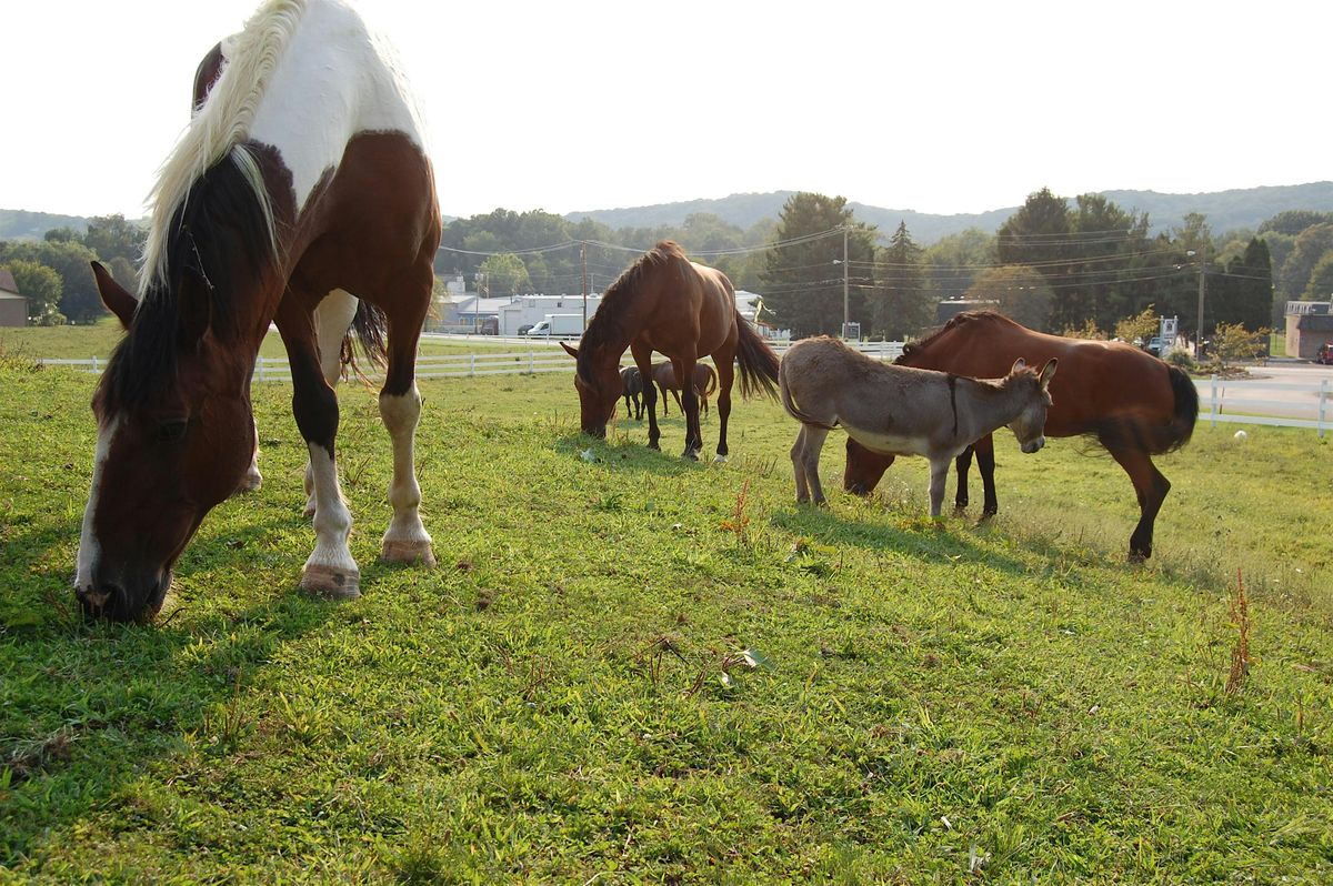Why Horses Demo