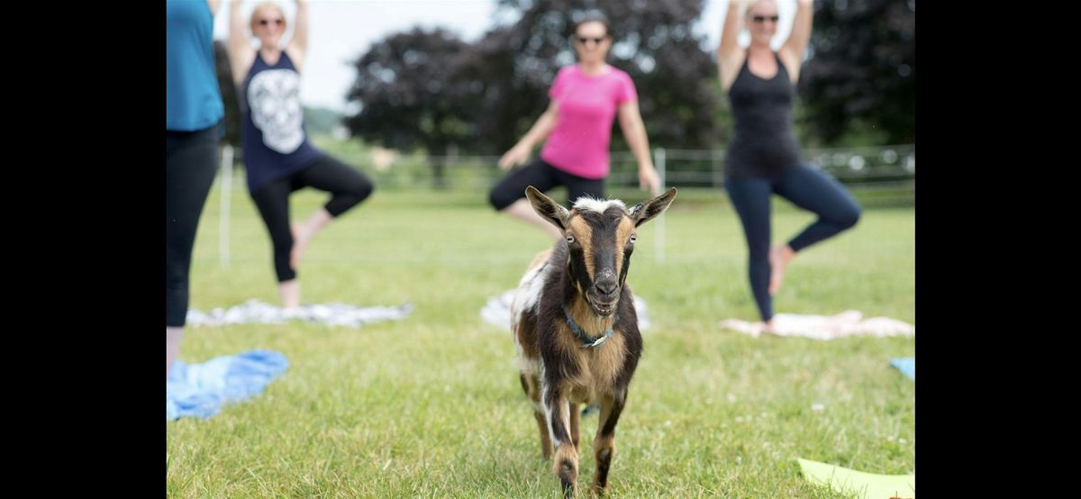 Goat Yoga at Springfield Manor 8\/17