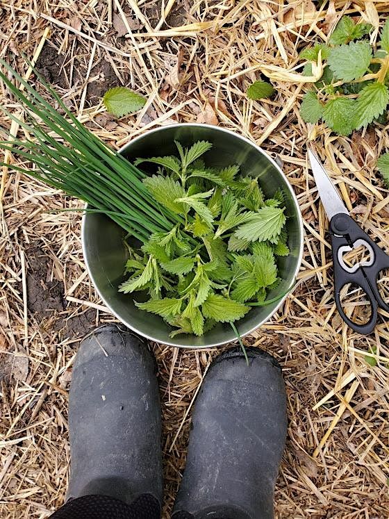 Fibres, Food & Medicine \u2013 Getting to Know Nettle