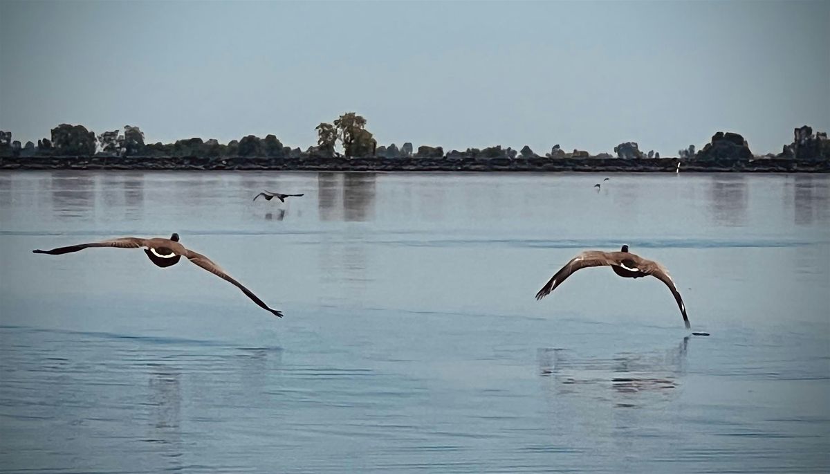 Kayaking Among the Birds