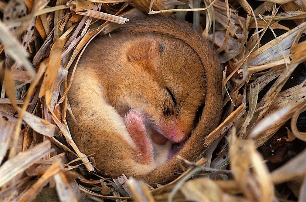Refuge - A Day of Sensory & Nervous System Safety