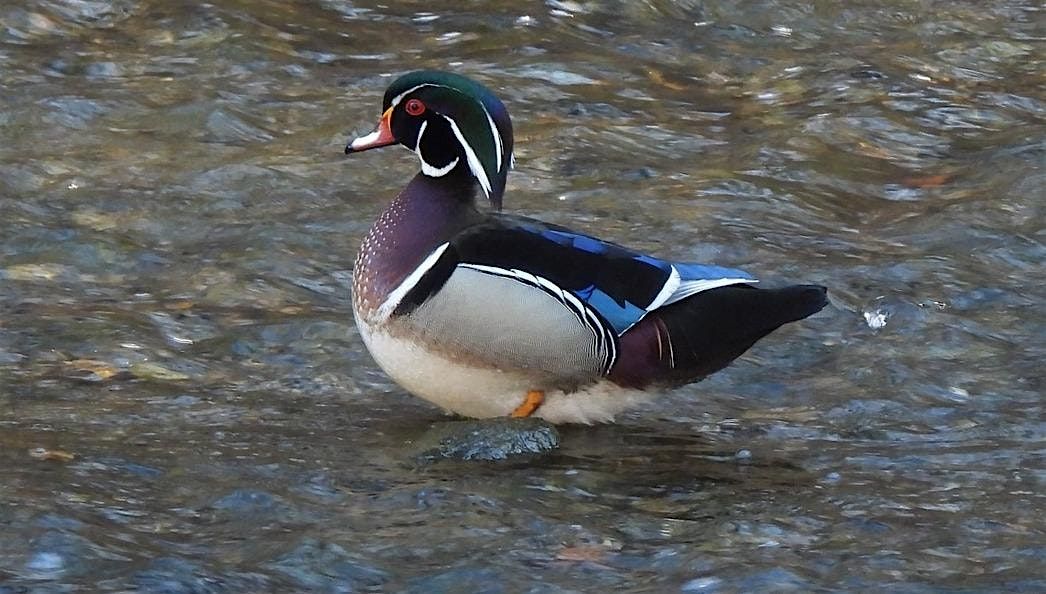 Noon Bird Walks at the Wissahickon Environmental Center.