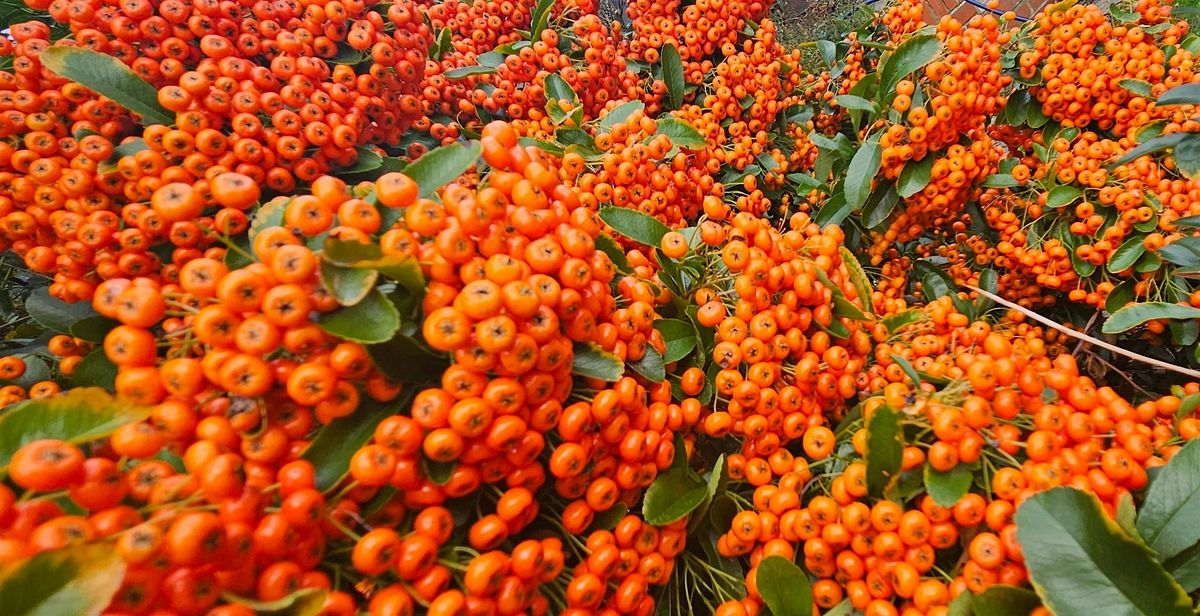 taster session: wellbeing facilitators' Action Learning Set