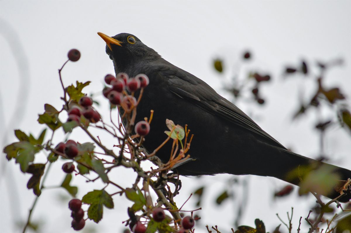 NWT Sweet Briar Marshes: Foray into winter folklore