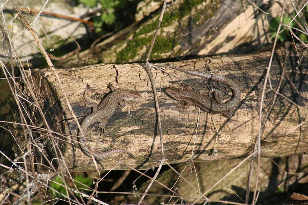 Reptile Ecology and Survey Techniques