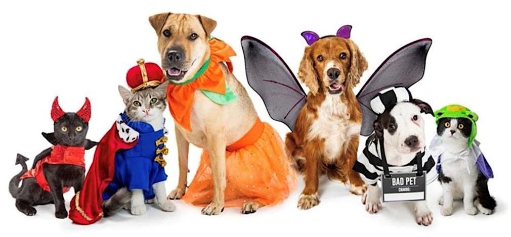 Wellington One Fur Fun Pet Costume Contest