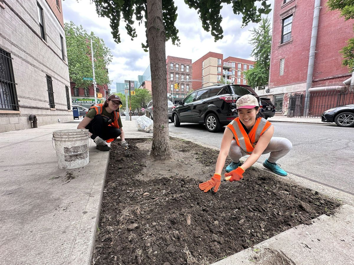 Volunteer Street Tree Care with Earth Matter + CM Chris Marte