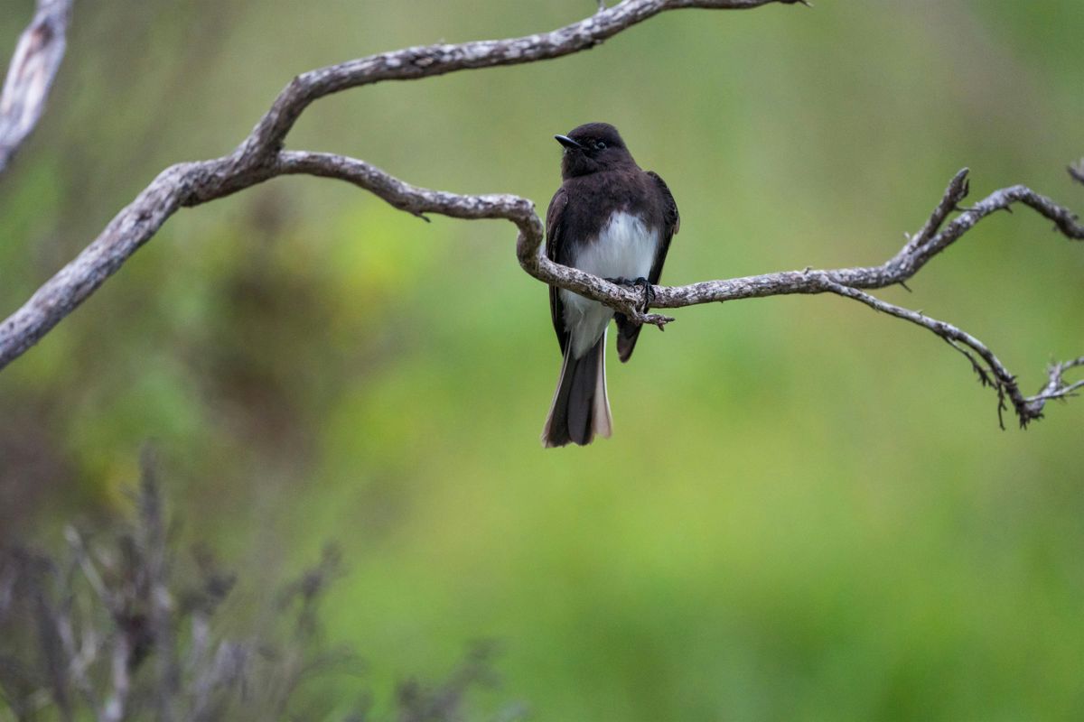 Guided Birding Walk at the Hayden Preserve