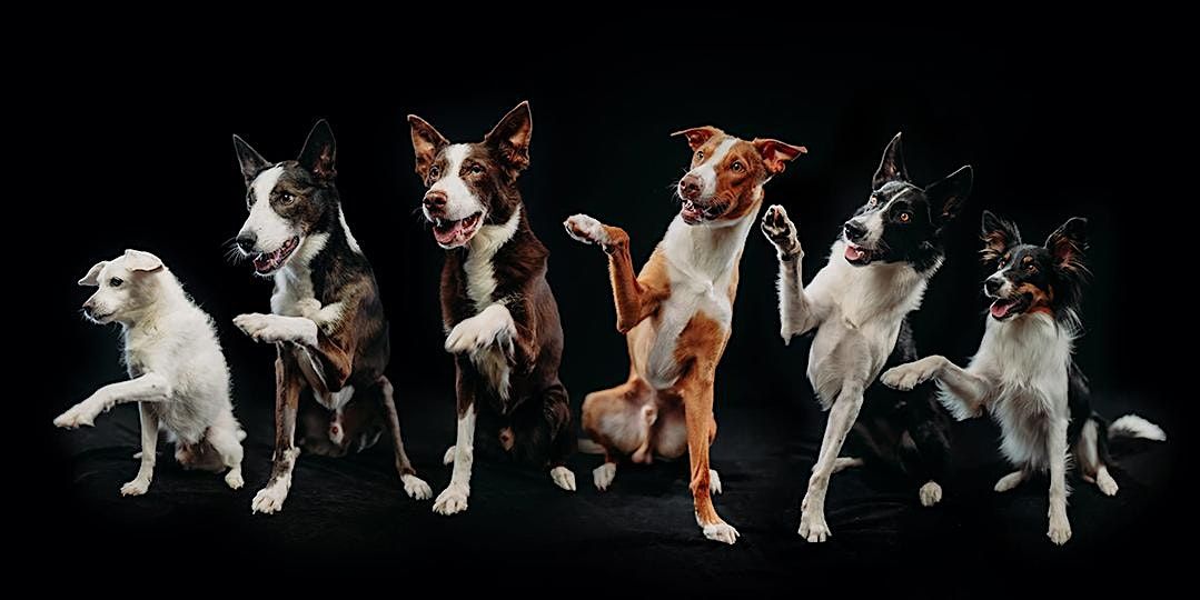 Creative Pet Photography Workshop with Anabel DFlux - Los Angeles