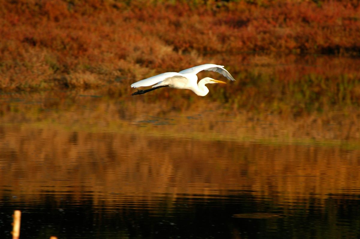 Elkhorn Slough Birding Walk!