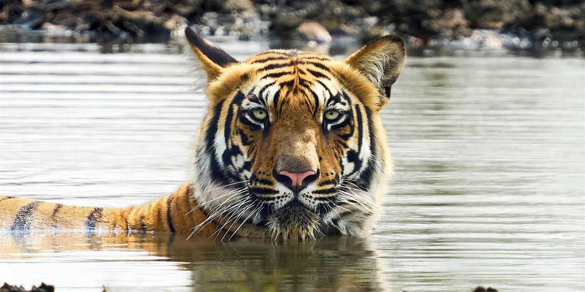 Chasing Light, Reading Signs: Photographing Tigers & Wildlife Ethically