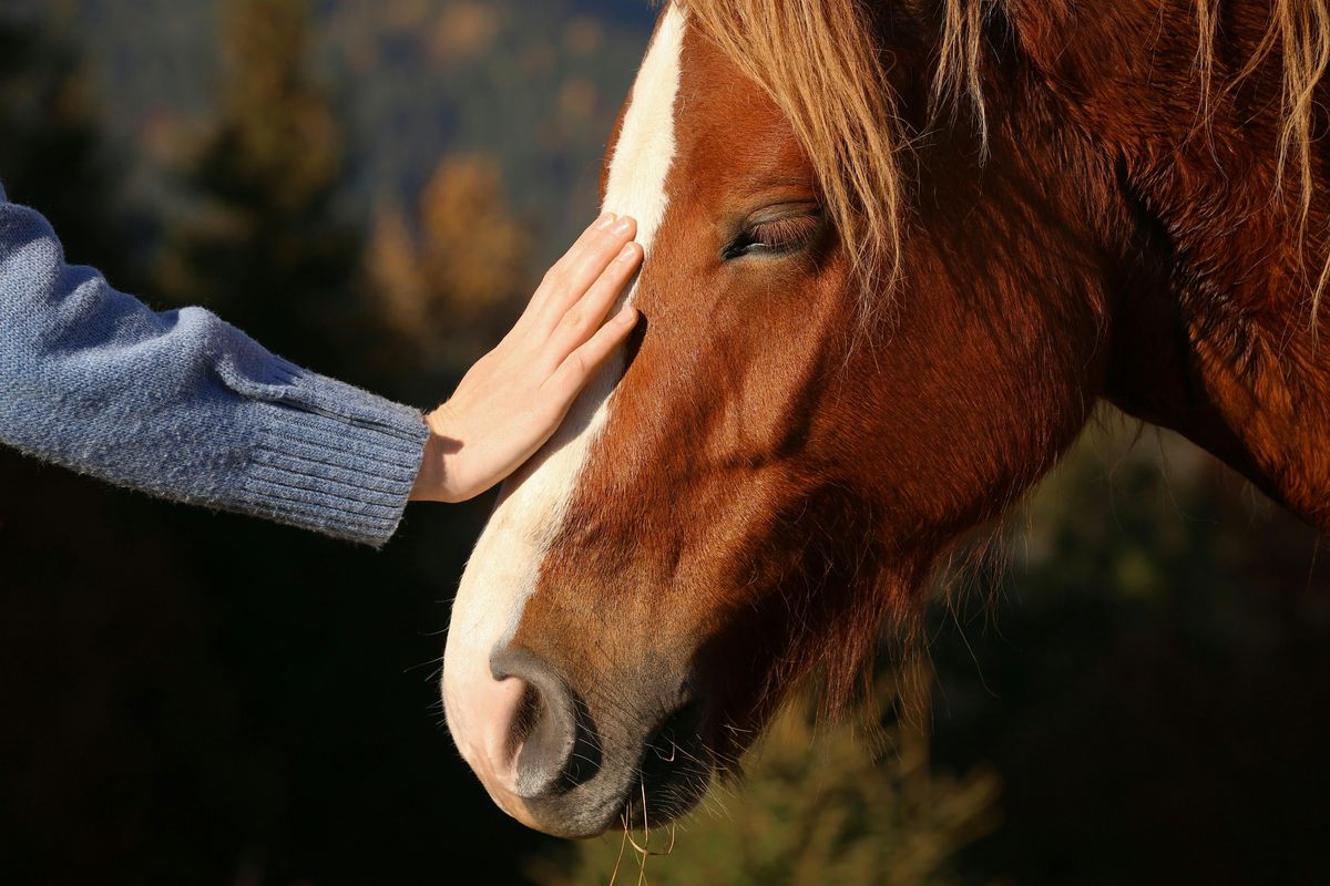 Healing Through Horses Retreat