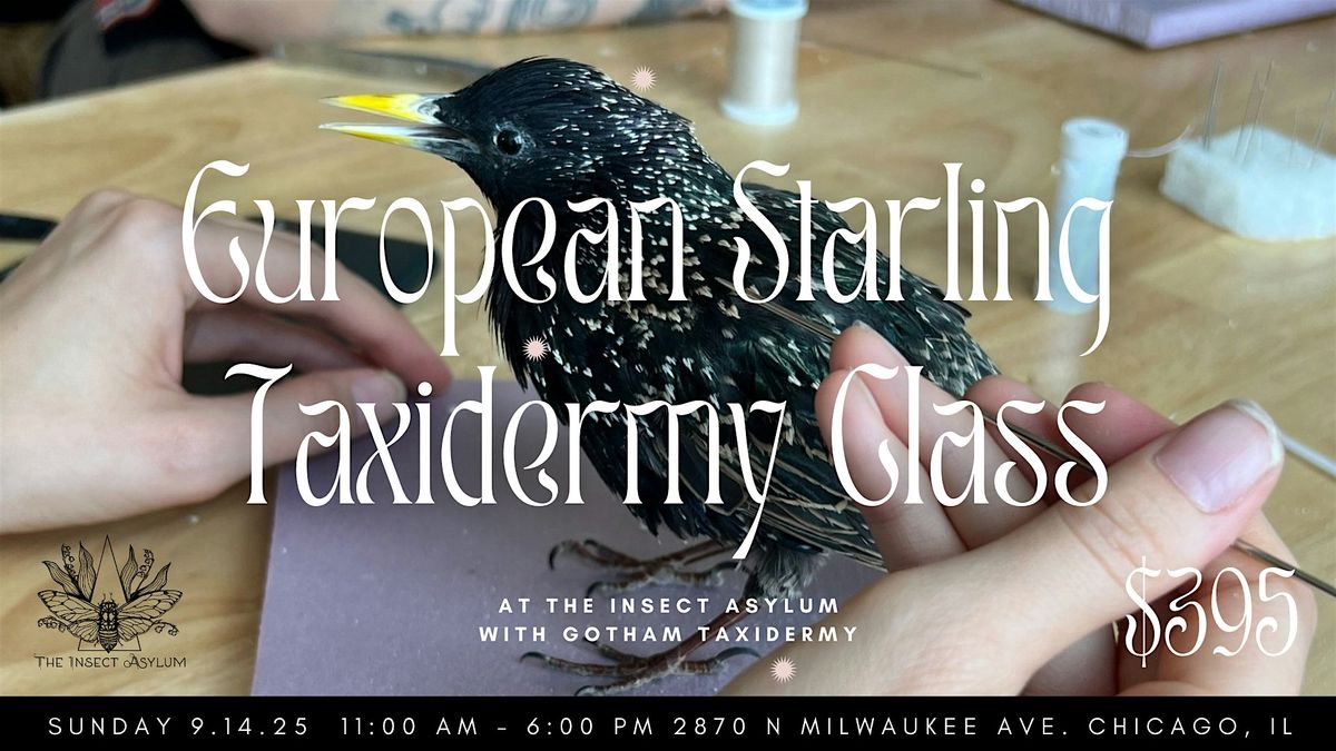 European Starling Bird Taxidermy Class with Gotham Taxidermy