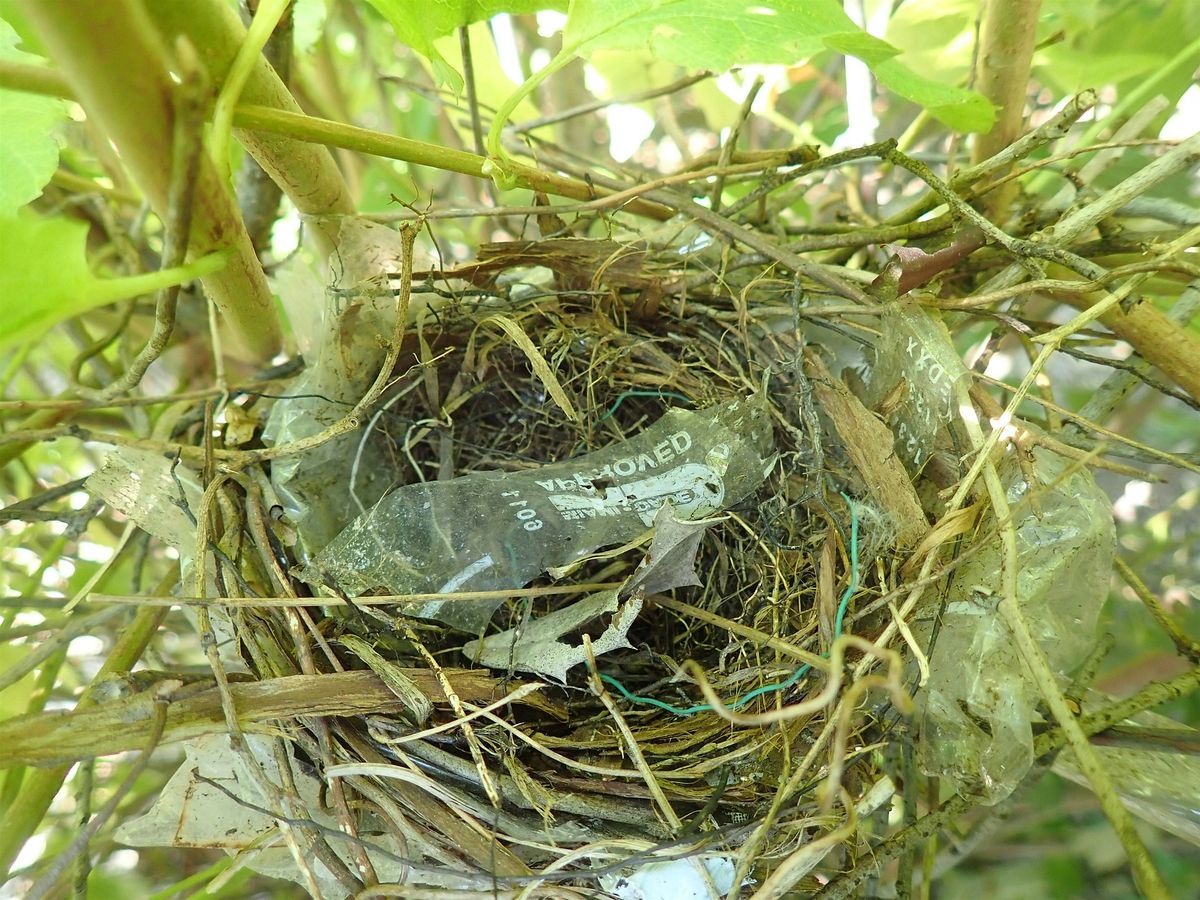 Teachers on the Estuary Workshop: Trash in Bird Nests