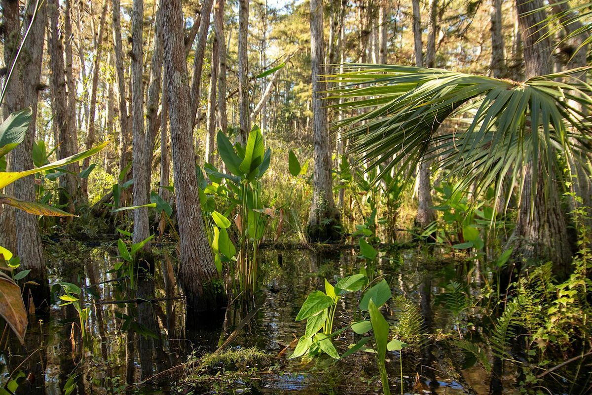 Guided Swamp Walk