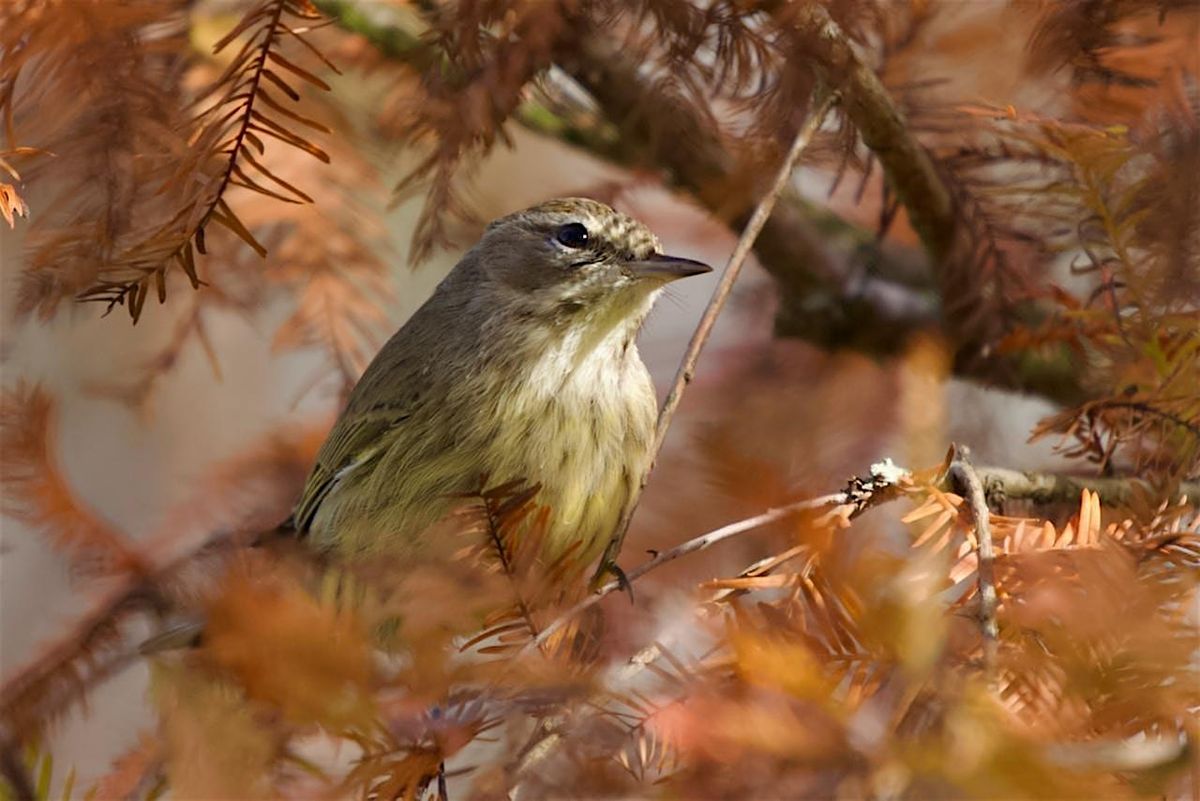 Guided Birding Walk: Wintering Birds