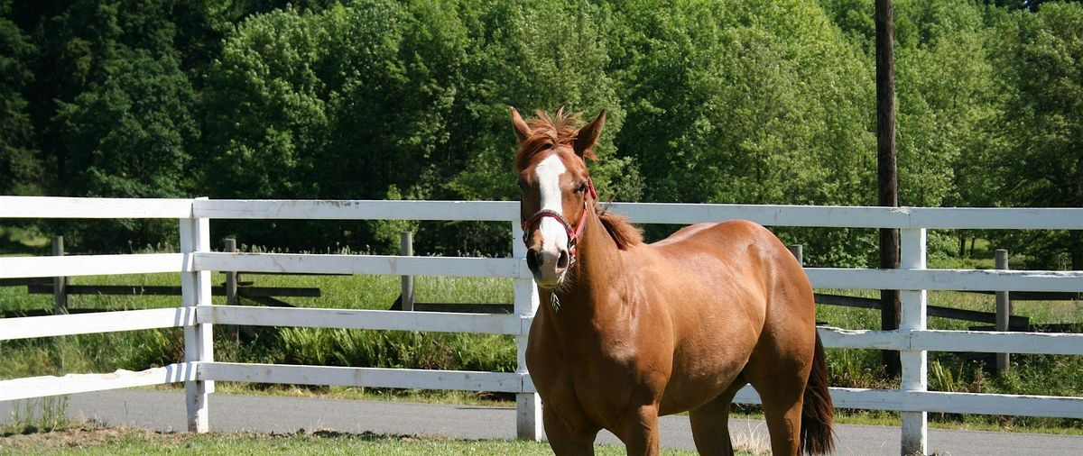 Moved by Their Compassion - Equine Experience