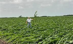 What the HAIL is happening to Nebraska's Crop Insurance in 2026