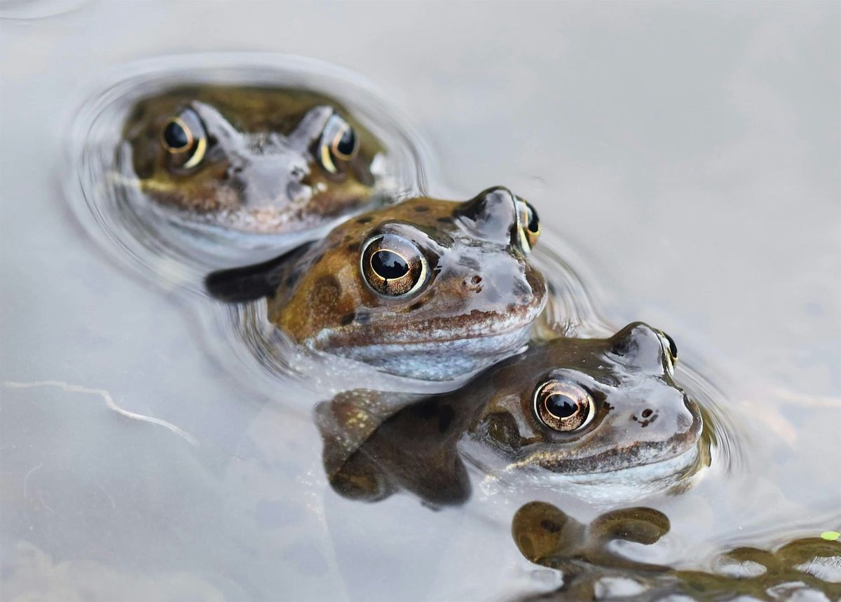 Volunteer Day - Ponds and Paths on Kincorth Hill