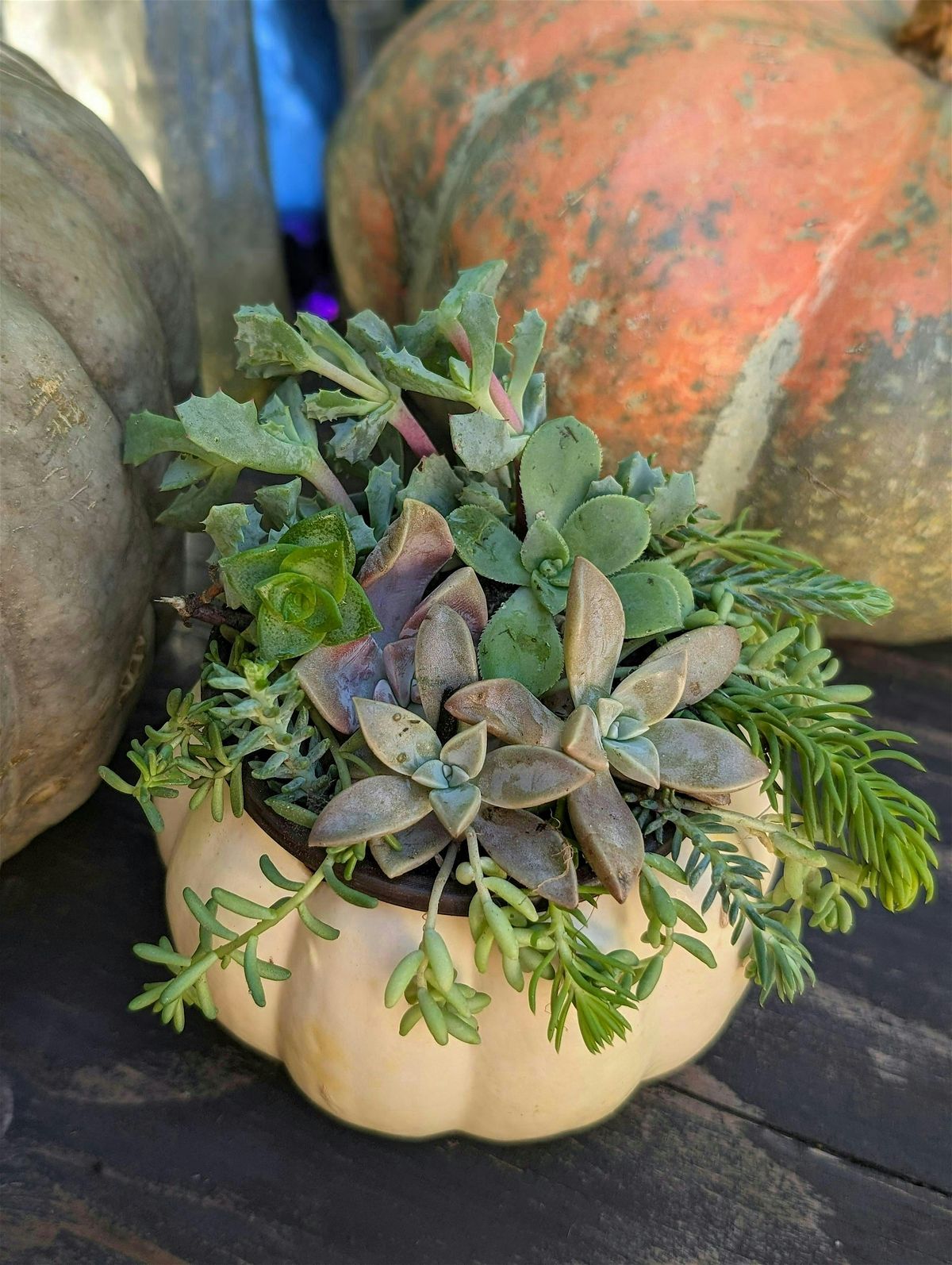 Fall Succulent Arrangement Class With Sunshine and Succulents
