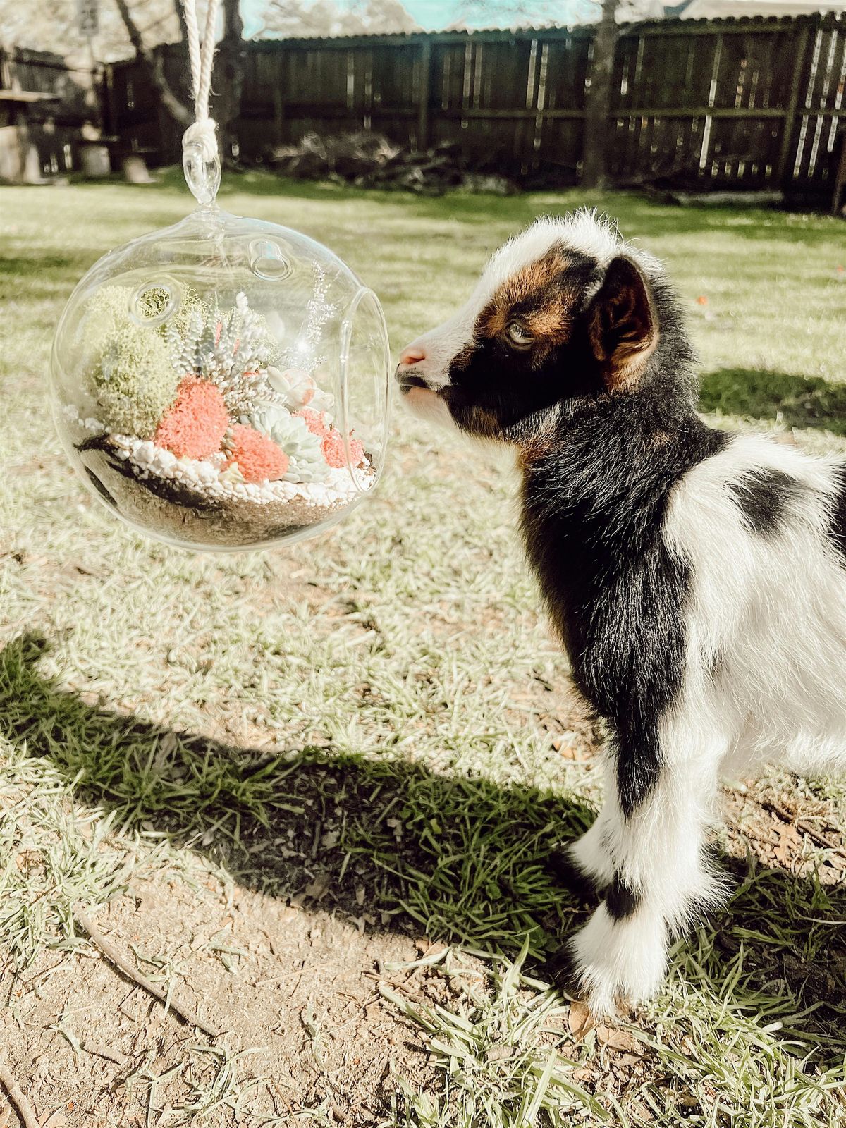 Farm Succulent Terrariums Workshop