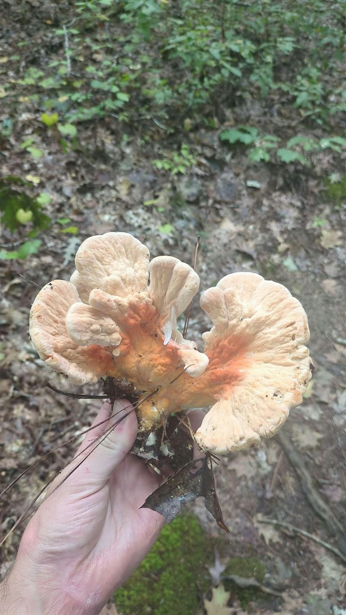 Fall Fungi Forage