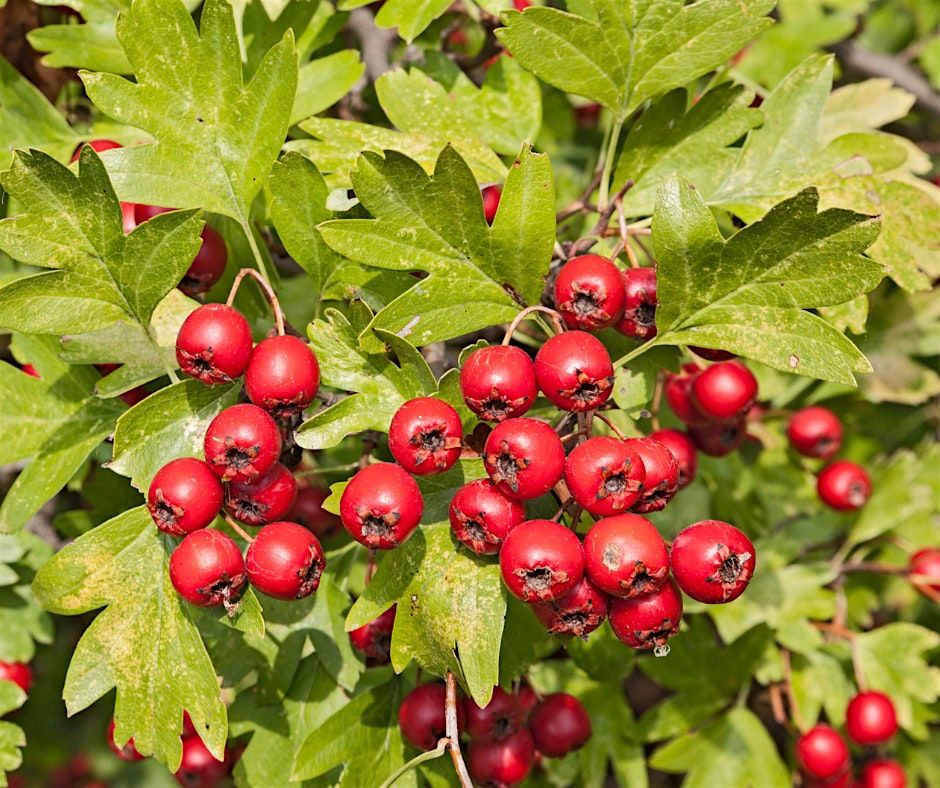 Foraged Pudding Club - Family Friendly