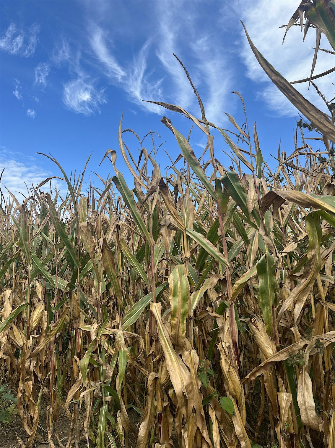 Windflow dance technique + Improvisation for Performances