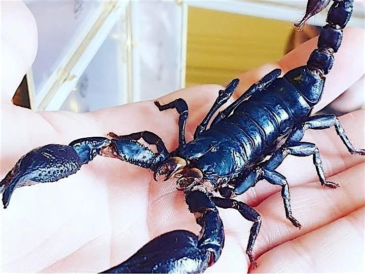 Halloween Spider & Scorpion Entomology