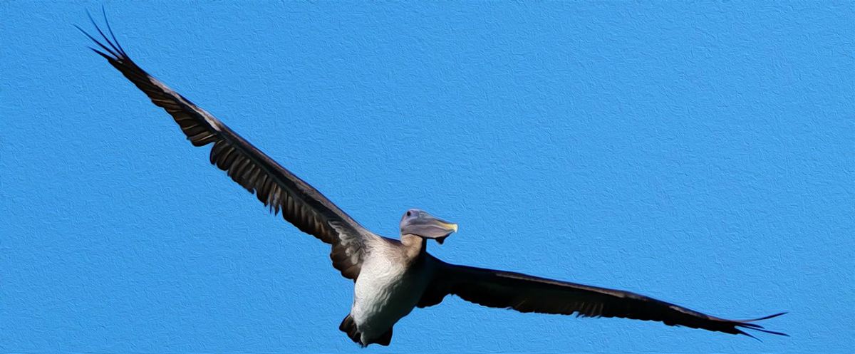 FIELD TRIP: Sebastian Inlet State Park