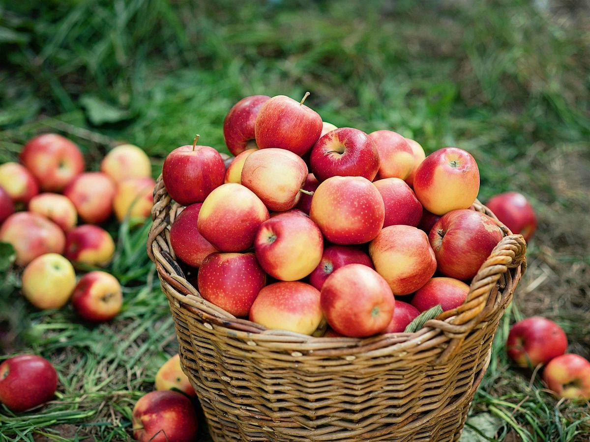 Apple Picking Excursion