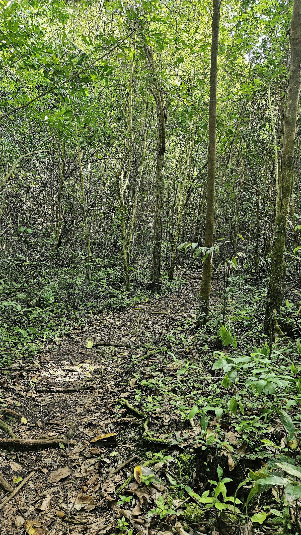 Pausa de Bosque