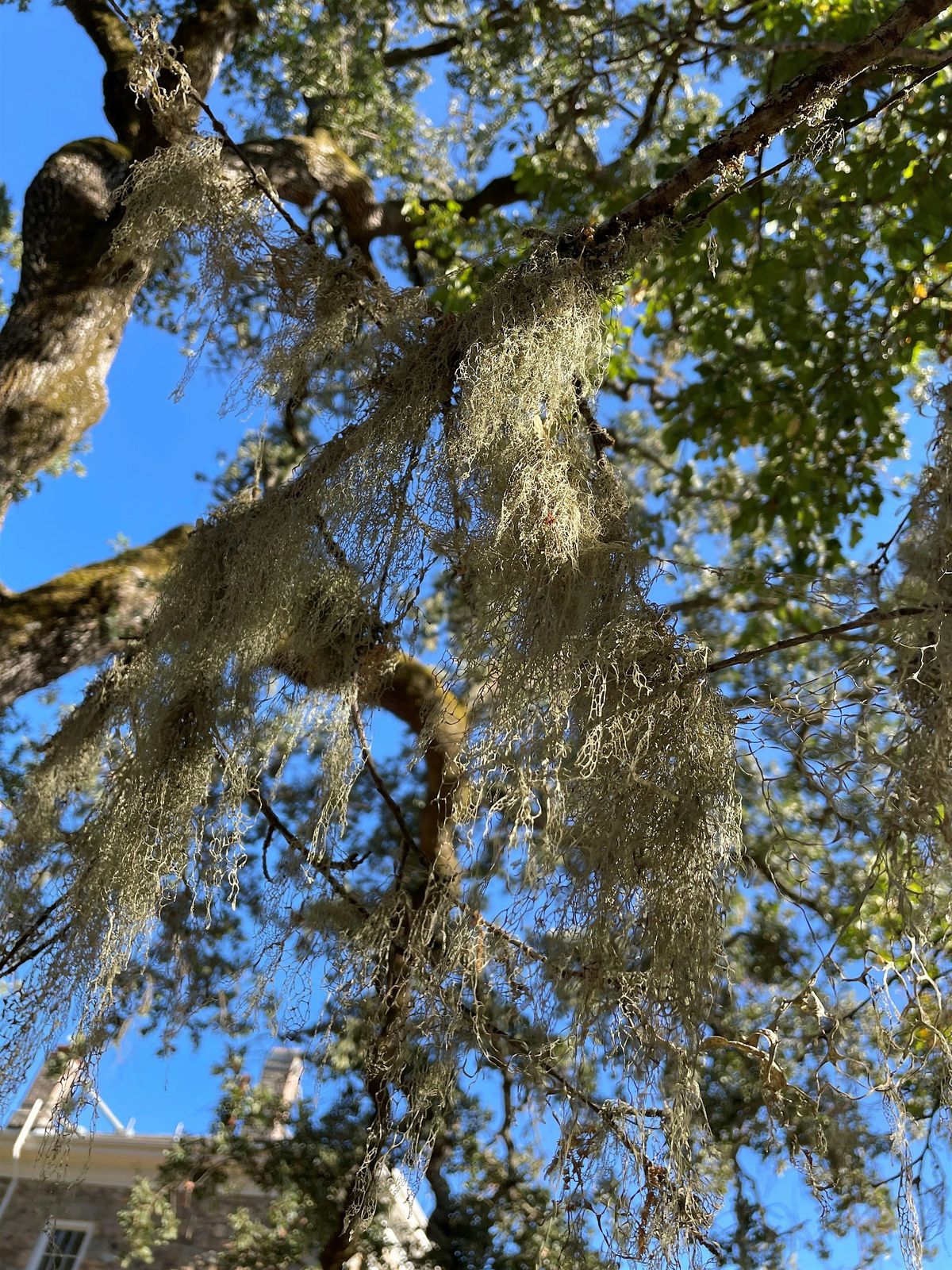 California Biodiversity Day BioBlitz: Santa Rosa Southeast Greenway 2025
