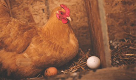 The Chicken and the Egg
