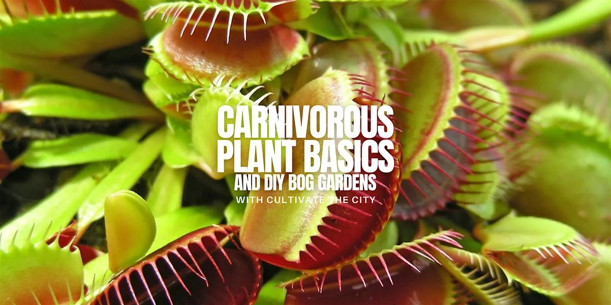 Carnivorous Plant Basics and DIY Bog Gardens