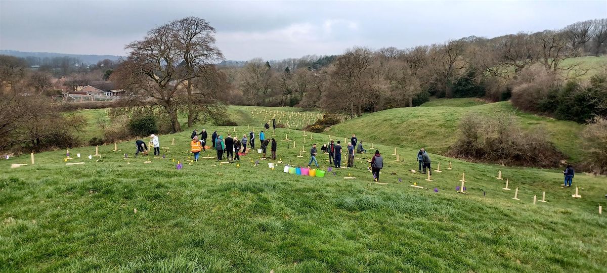 Tree planting in Kirklees - Almondbury ward