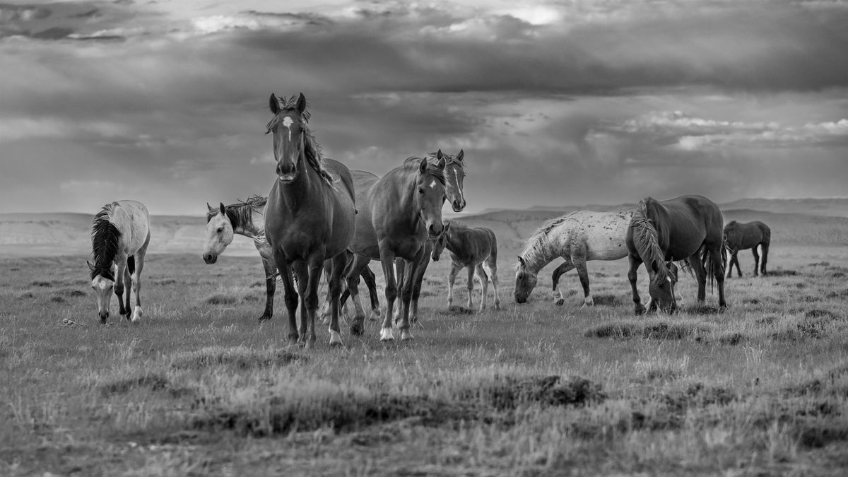 Ghost Herd: A Call To Protect What Remains