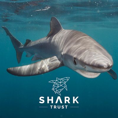 Shark Trust