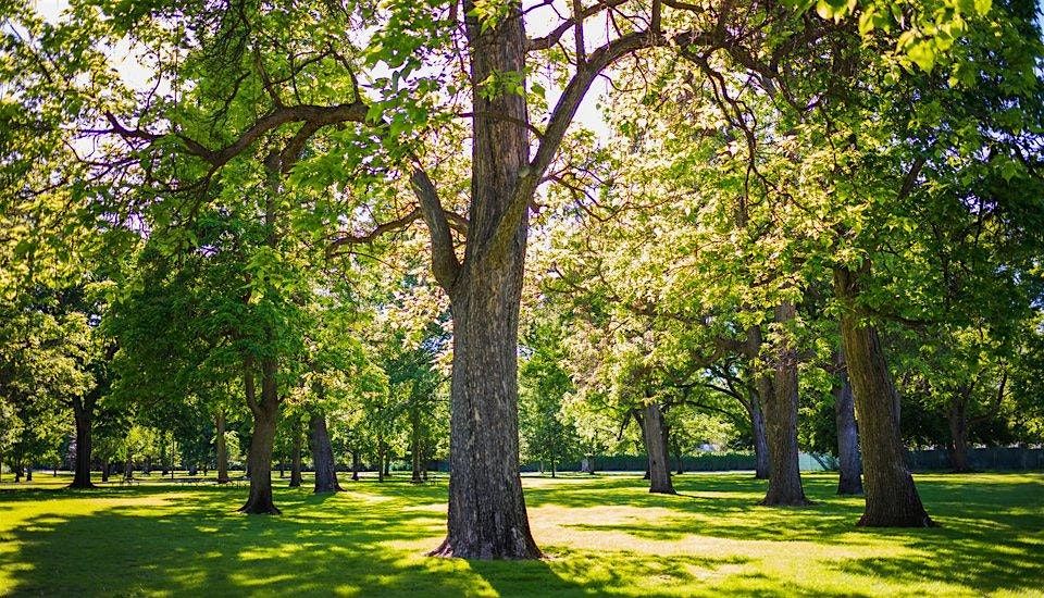 RSA x Forest of Imagination