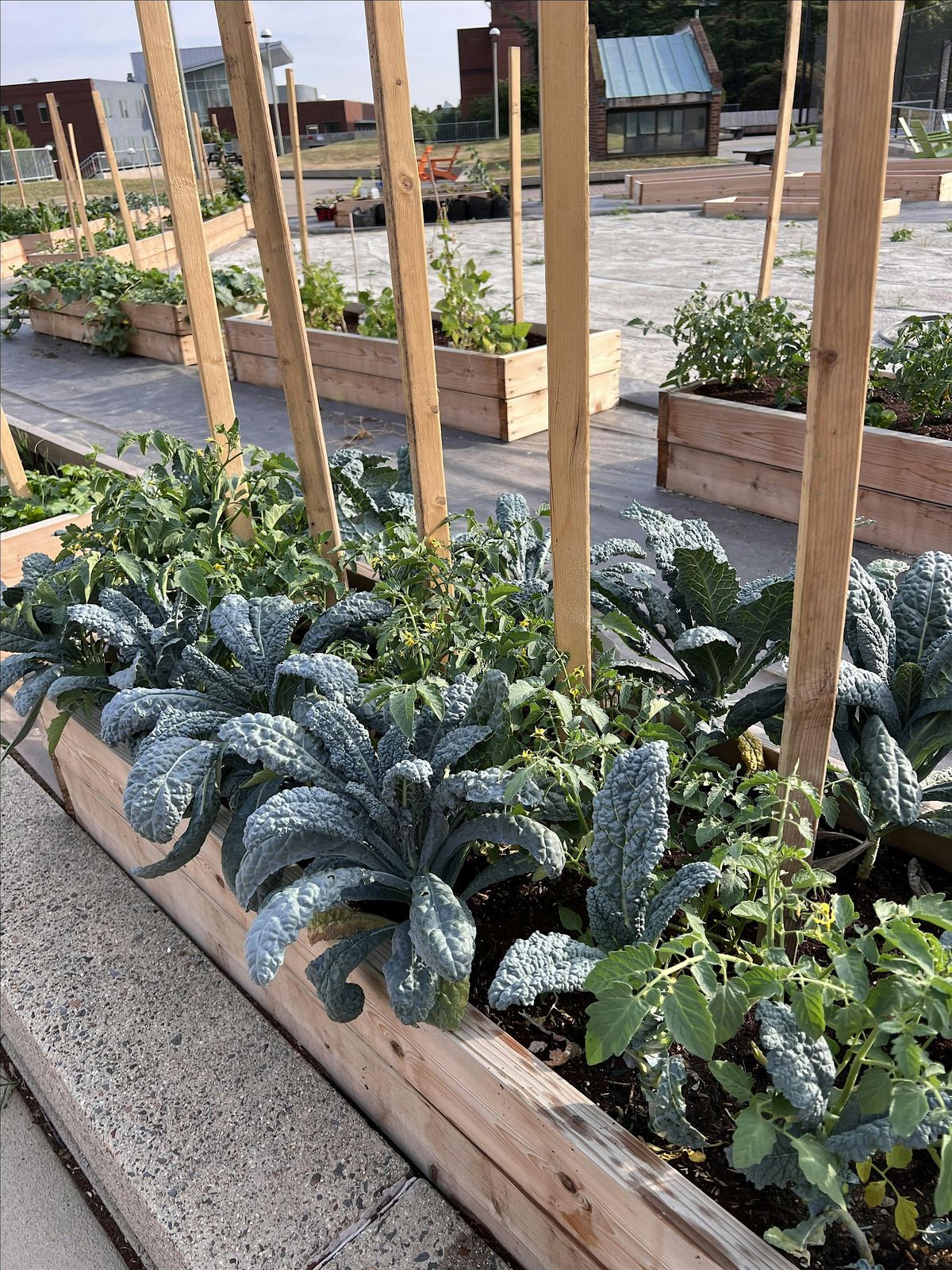 Gallaudet Garden Volunteer
